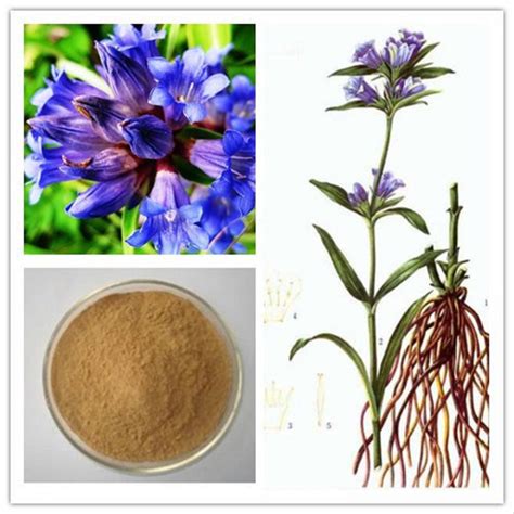 Gentian Extract At Rs 1775kilogram Gentian Extract In Greater Noida