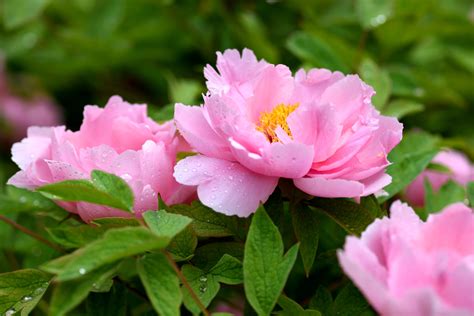 Peony Stands Out In Chinas National Flower Poll Xinhua Englishnewscn