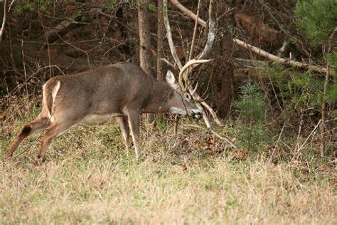 Louisianas 2012 13 Deer Rut Calendar