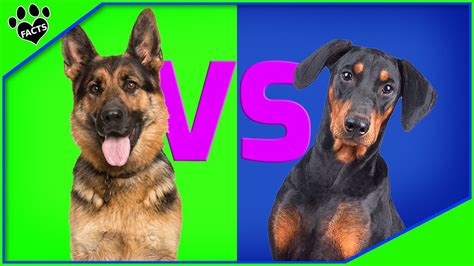 German Shepherd Vs Doberman Dog Vs Dog Which Is Better Youtube