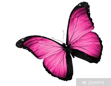 Wall Mural Pink Butterfly Flying Isolated On White Background Pixersuk