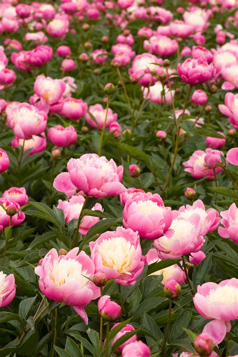 Bowl Of Beauty Herbaceous Peony Peonies Garden Plants Pink Garden