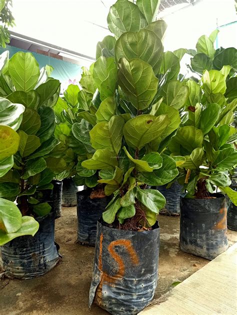 Paling Horticulture Sdn Bhd Real Live Ficus Lyrata Plant