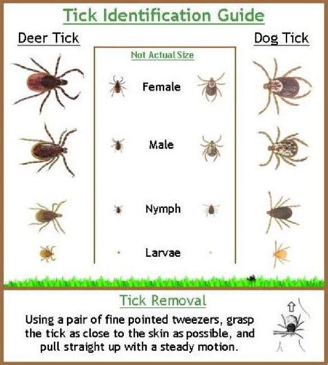 Ticks And Tick Borne Diseases An Overview Greyhound Welfare