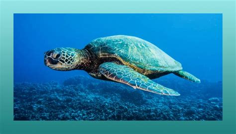 11 Endangered Ocean Species And Marine Animals — Ocean Jewelry