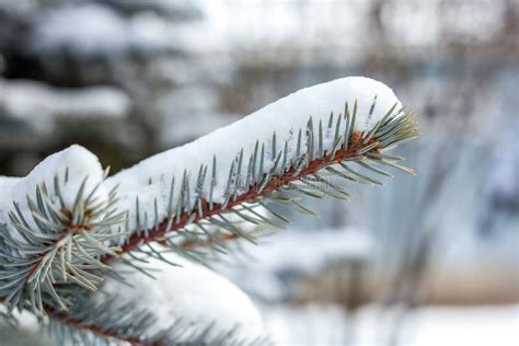 Snow Covered Pine Tree Branches Close Up Stock Photo Image Of Nature