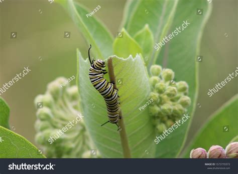 Monarch Caterpillar Chewing On Milkweed Stock Photo Edit Now 1573770373