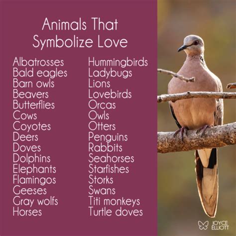 30 Animals That Symbolize Love Incredible Symbols Of Unconditional