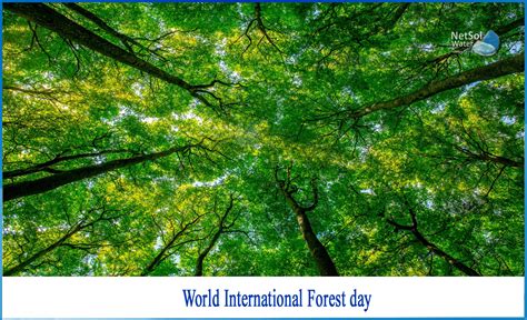 What Is The Importance Of World International Forest Day