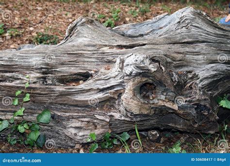 Old Fallen Tree Stock Image Image Of Nature Life Industry 50608417
