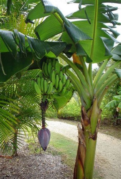 Maybe you would like to learn more about one of these? Bananier | Banana trees landscape, Plants, Banana plants