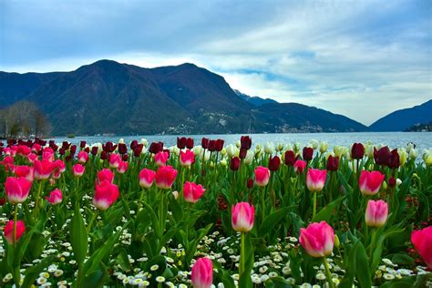 Switzerland Flowers Park Free Photo On Pixabay Pixabay