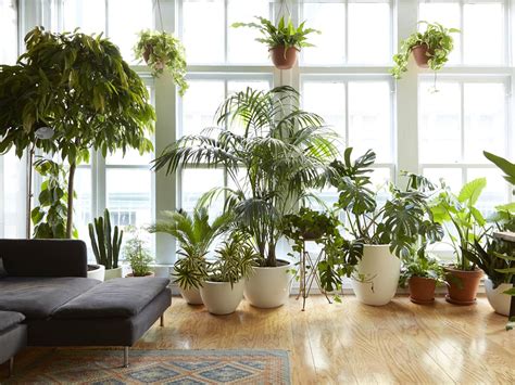 8 Houseplants That Can Survive Urban Apartments Low Light And Under