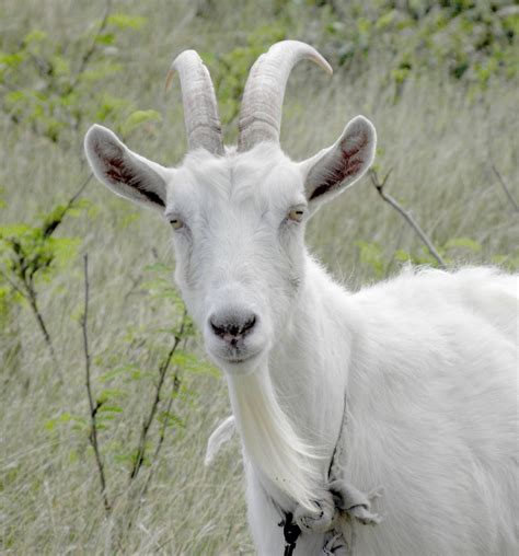 Goat Barbados Geoinct56 Flickr