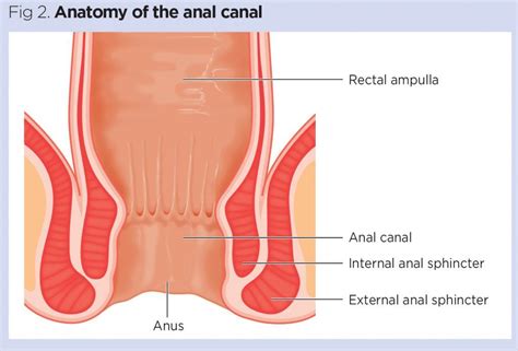 Food In Your Anal Canal Telegraph