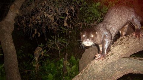 Bbc Earth Conservation Success For Otters On The Brink