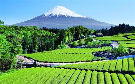 Tea Garden Near Mt Fuji Japan Imgur