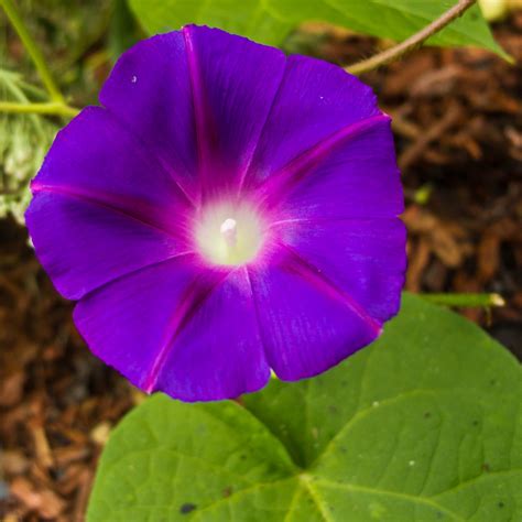 Collection 94 Pictures Morning Glories Flowers Pictures Sharp