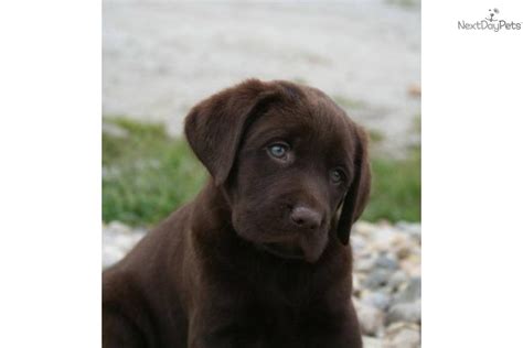 Why buy a puppy for sale if you can adopt and save a life? Labrador Retriever puppy for sale near Lafayette / West ...