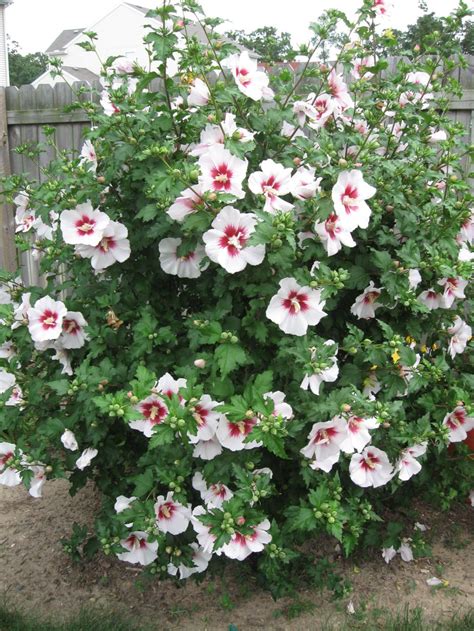 A Few Of My Favorite Perennials Rose Of Sharon Bush Planting Roses