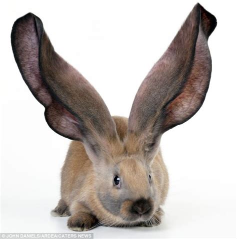 Simplicity Beautifully Bunny Ear