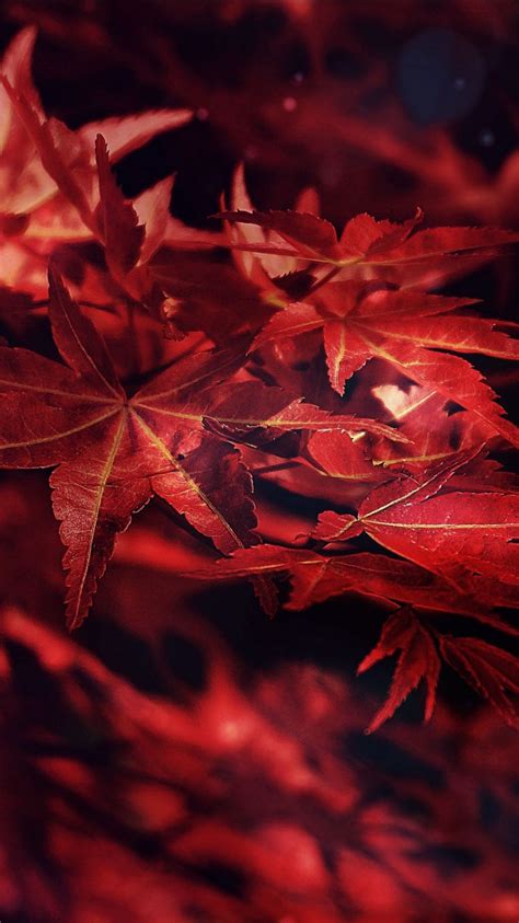 Closeup View Of Red Maple Leaves Tree Branches In Blur Background 4k Hd