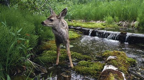 Wallpaper Waterfall Deer Moss River Wildlife Baby Animals Fauna