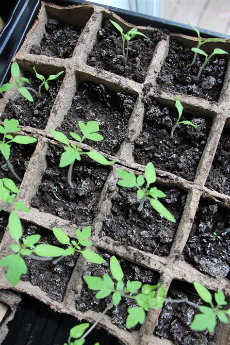 Starting Seeds Indoors | Starting seeds indoors, Seed starting, Seeds