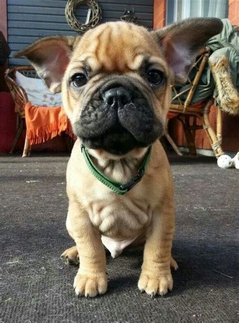 The breed is the result of a cross between toy bulldogs imported from england and local ratters in paris, france, in the 1800s. Pin by Trinity Teddy on Puppy | Puppies, French bulldog ...