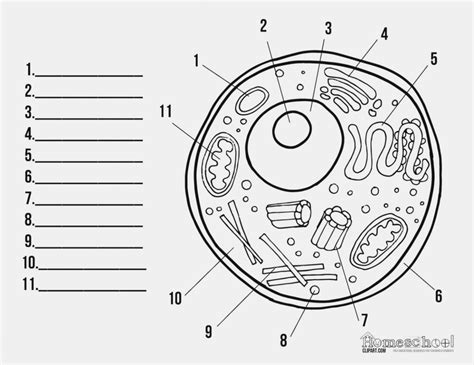 In this video i'm going to draw labelled diagram of animal cell.in this video you will see the diagram of animal cell and it's labelling.this diagram of. animal cell clipart labeled 10 free Cliparts | Download ...