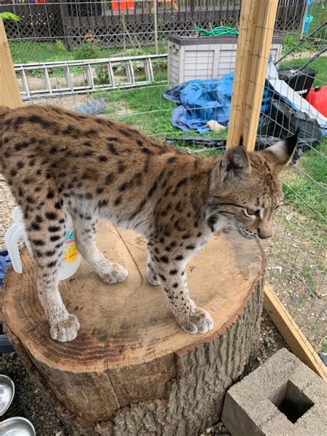 Beauty A Eurasian Lynx Finds A Home At The Wildcat Sanctuary