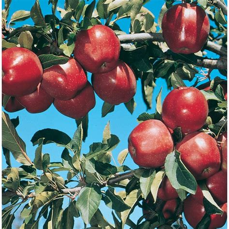 Shop 358 Gallon Red Delicious Ultra Dwarf Apple Tree L22668 At