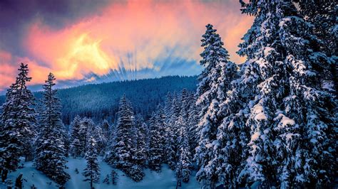 3840x2160 Resolution Snow Covered Pine Trees Nature Forest Trees