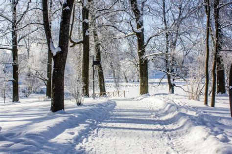 Morning Winter Frosty Landscape In The Park Winter Landscape Severe