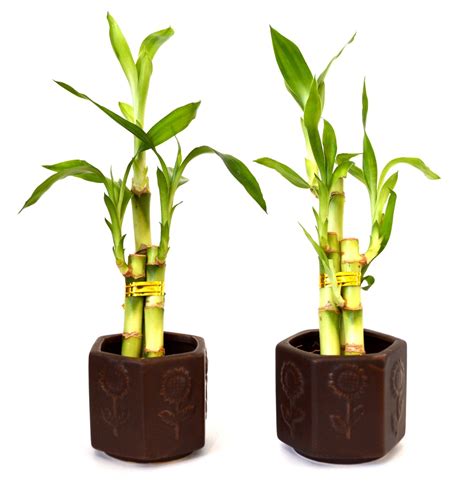87, jawahar colony, mandi valley, near shanti. Live 3 Style Party Set of 2 Bamboo Plant Arrangement w ...