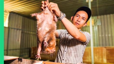 vietnamese super rats for dinner asia s pandemic proof food surviving vietnam part 2