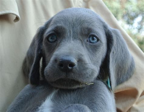 Questions To Ask At Blue Weimaraner Puppy For Weimaraner Puppies Blue Weimaraner Blue