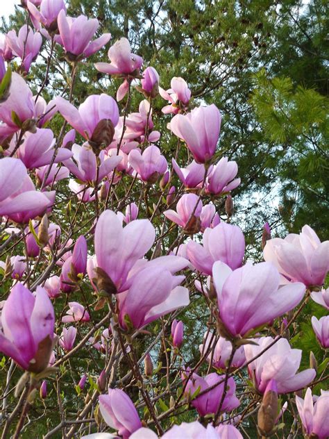5 Tips For Choosing The Best Trees For Your Yard Magnolia Trees Fast
