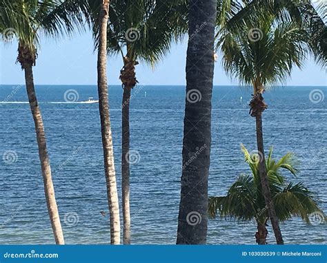 Atlantik Seite Von Strand Key Wests Florida Zeichnete Mit Palmen