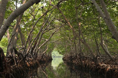 Mangrove Habitat Profile