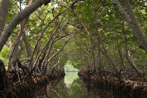 Haiwan Yang Hidup Di Paya Bakau Hutan Di Malaysia Hutan Paya Bakau