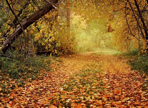 Autumn Path In The Woods Free Stock Photo Public Domain Pictures