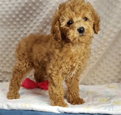 The cockapoo is known for its pleasant temperament, loyalty and patience. Cockapoo Puppies For Sale | San Diego, CA #299269