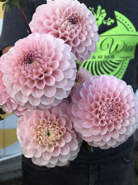 The age range reflects readability and not necessarily content appropriateness. Wizard Of Oz Dahlia Tuber | Dahlia, Wizard of oz ...