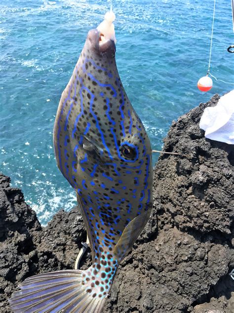 Scrawled Filefish Archives Hawaii Nearshore Fishing