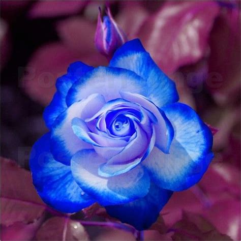 Blue And White Roses Blue White Rose By Kattobello Image No 146471