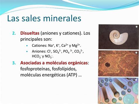 Ppt Biomoléculas Inorgánicas Powerpoint Presentation Free Download