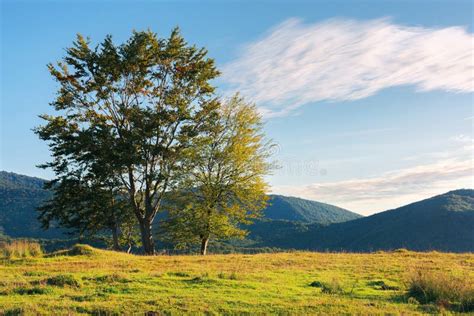 Beech Trees On The Hill At Sunset Stock Photo Image Of Adventure