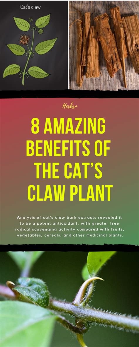 8 Amazing Benefits Of The Cats Claw Plant Cats Claw Plant Healing