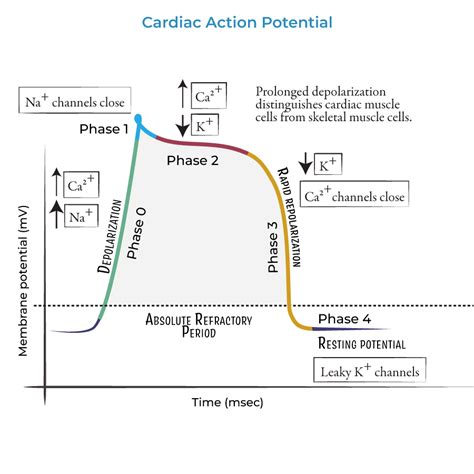 Physiology Glossary Cardiac Conduction Pathway Draw I